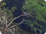 Falcon Peregrine-copulation