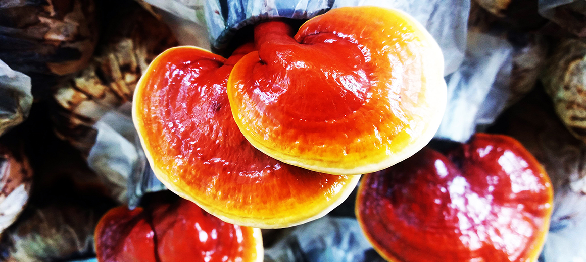 Ever Fresh Mushroom EFM Nature Homestay Gunung Rapat Ipoh